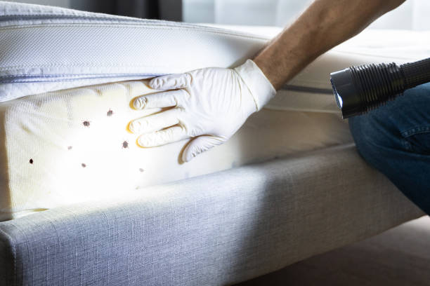 Professional Pest Control in Bayou Cane, LA